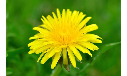 Gyógynövény lexikon: Gyermekláncfű 