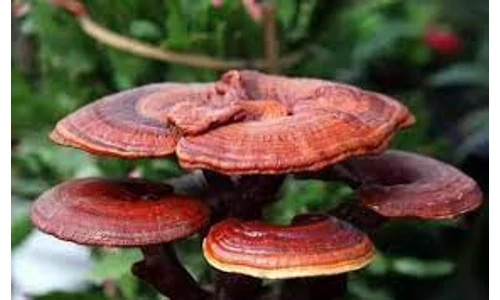 Gyógynövény lexikon: Pecsétviaszgomba (Ganoderma)