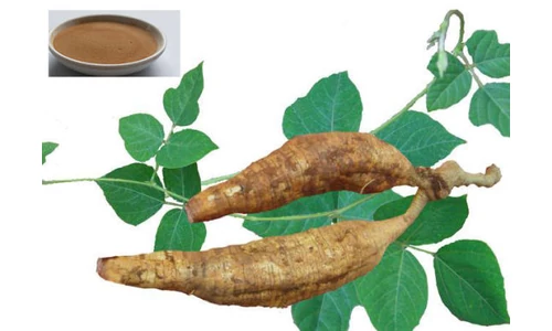 Gyógynövény lexikon: Kudzu gyökér