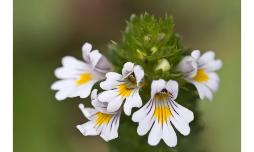 Szemvidítófű szemfáradságra, szem árpa és kötőhártyagyulladás gyógyítására